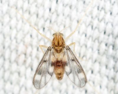 Zavrelimyia fragilis