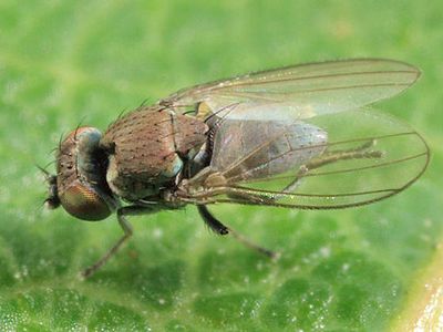Allotrichoma sp.