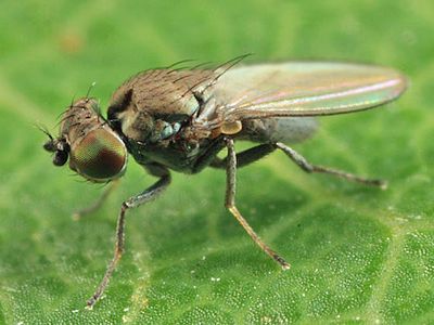 Allotrichoma sp.
