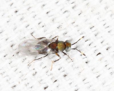 Blastothrix sp.