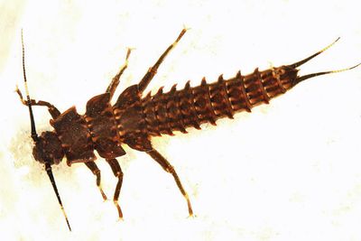 Giant Stoneflies - Pteronarcyidae
