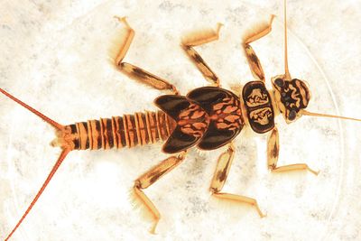 Paragnetina immarginata