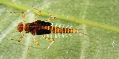 Small Minnow Mayflies - Baetidae