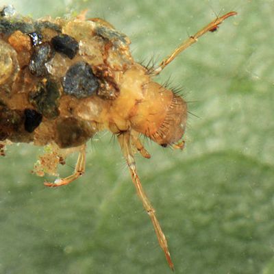 Lepidostoma sommermanae