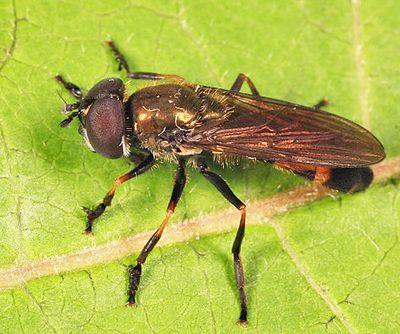 Platycheirus granditarsis