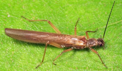 Leuctra ferruginea