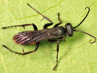 Anoplius americanus americanus