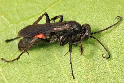 Anoplius americanus americanus
