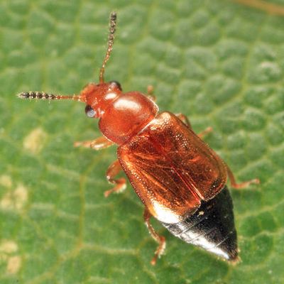 Eusphalerum orientale