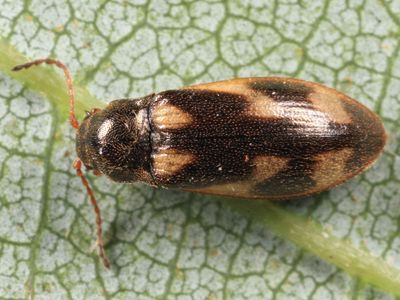 Eanus maculipennis