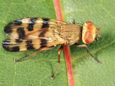 Melieria sp.