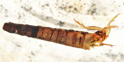 Brachycentrus numerosus