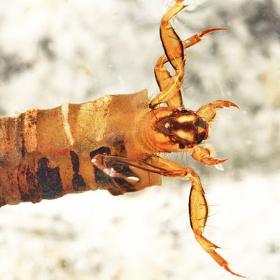 Brachycentrus numerosus