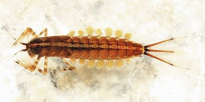 Isonychia obscura