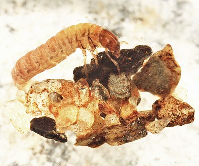 Glossosoma sp.
