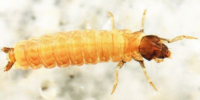 Glossosoma sp.