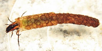 Mortarjoint Casemakers - Odontoceridae