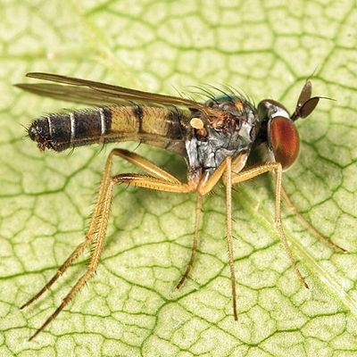 Argyra setipes