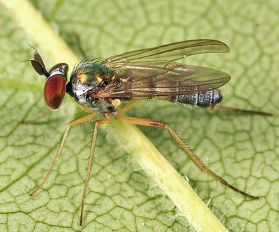 Argyra setipes