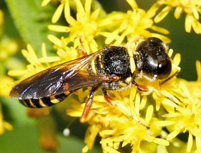 Ectemnius decemmaculatus