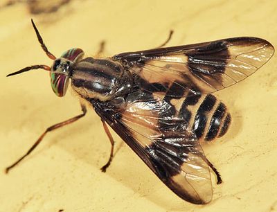 Chrysops sackeni