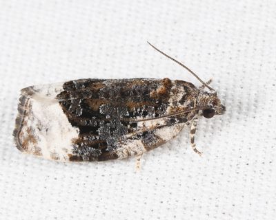 2755 - Funereal Apotomis Moth - Apotomis funerea