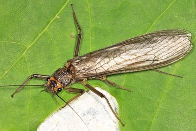 Beautiful Stone - Paragnetina immarginata