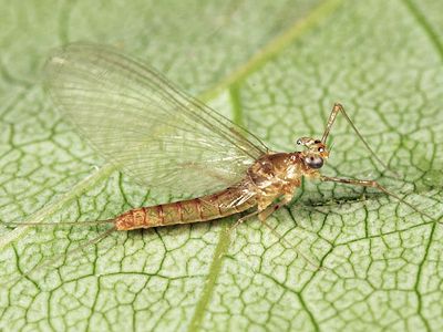 Epeorus fragilis (female)
