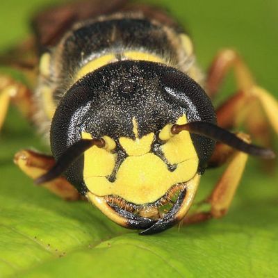 Philanthus sanbornii