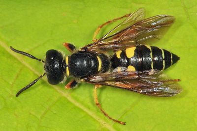 Philanthus sanbornii