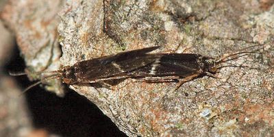 Glossosomatidae - Protoptila sp.