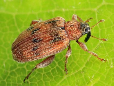 European Elm Flea Weevil - Orchestes steppensis