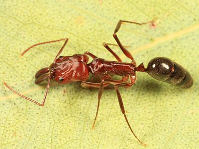 Desert Trap-jaw Ant - Odontomachus desertorum