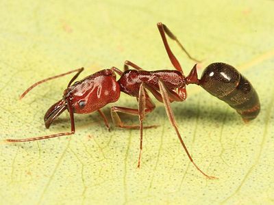 Desert Trap-jaw Ant - Odontomachus desertorum