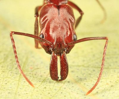 S E Arizona Bugs