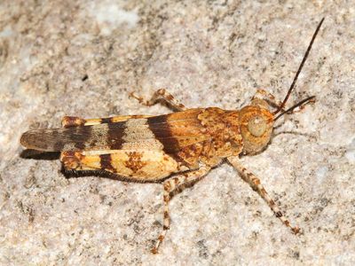 Arroyo Grasshopper - Heliastus benjamini (male)