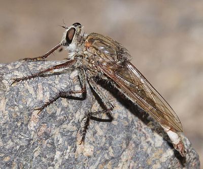 Proctacanthus micans