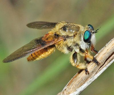 Megaphorus sp.