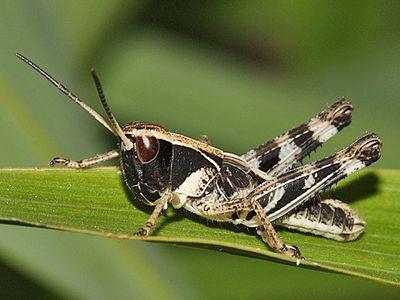 Boopedon flaviventris (male nymph)
