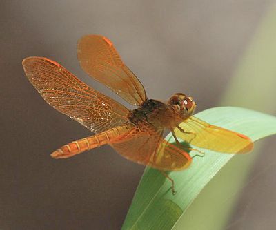 Mexican Amberwing - Perithemis intensa