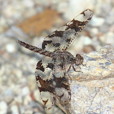 Dragonflies of Arizona