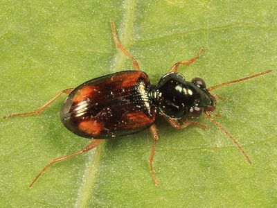 Bembidion poculare