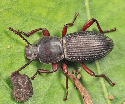 Argoporis sp.