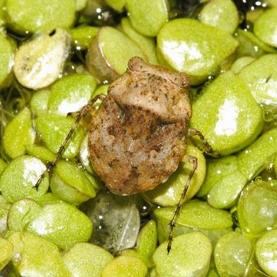 Toad Bugs - Gelastocoridae