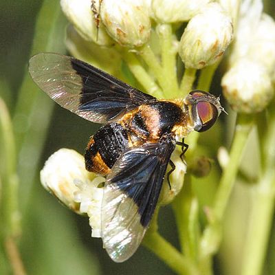 Hemipenthes celeris