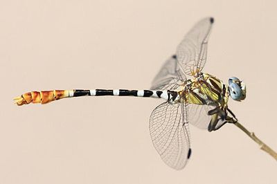 S E Arizona Dragonflies