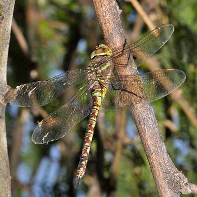 Blue-eyed Darner - Rhionaeschna multicolor (female)