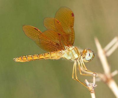 Eastern Amberwing - Perithemis tenera