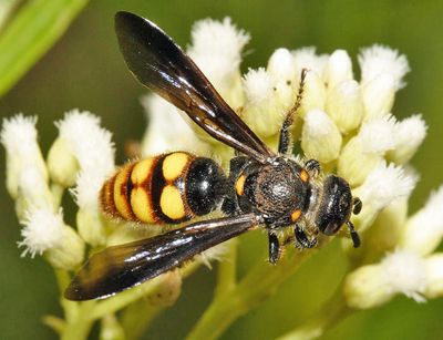 Scolia nobilitata tricincta
