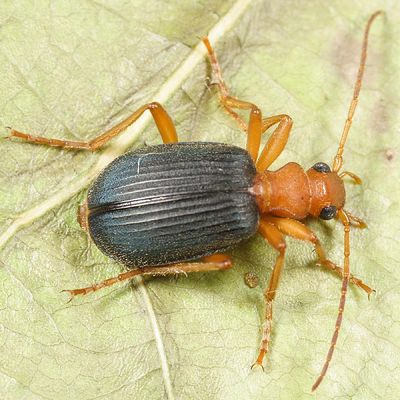 Brachinus hirsutus